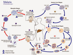 Plasmodium_lifecycle_PHIL_3405_lores